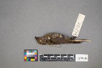 Loxia curvirostra image