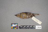 Loxia curvirostra image