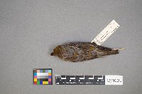 Loxia curvirostra image