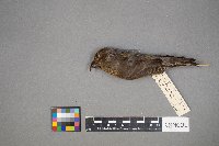 Loxia curvirostra image