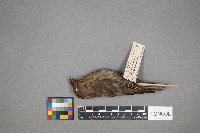 Loxia curvirostra image