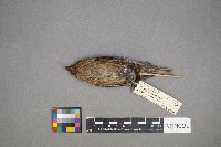 Loxia curvirostra image