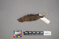 Loxia curvirostra image