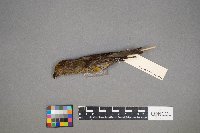 Loxia curvirostra image