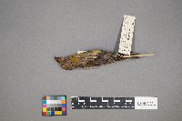 Loxia curvirostra image