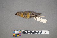 Loxia curvirostra image