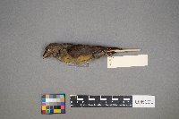 Loxia curvirostra image