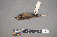 Loxia curvirostra image