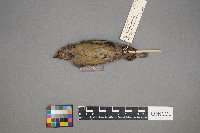 Loxia curvirostra image