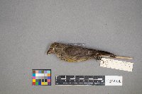 Loxia curvirostra image