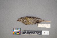 Loxia curvirostra image