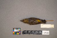 Loxia curvirostra image