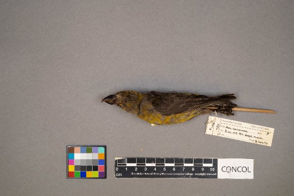 Loxia curvirostra image