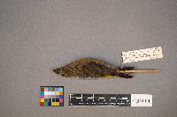 Loxia curvirostra image