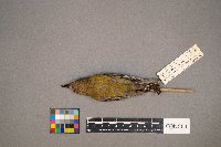 Loxia curvirostra image