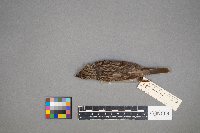 Pooecetes gramineus image