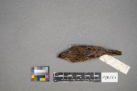 Pooecetes gramineus image