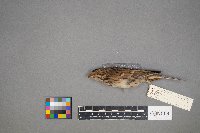 Pooecetes gramineus image