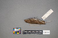 Pooecetes gramineus image