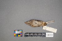 Pooecetes gramineus image