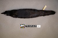 Zonotrichia querula image