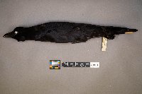 Zonotrichia querula image