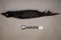 Zonotrichia querula image