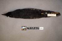 Zonotrichia querula image