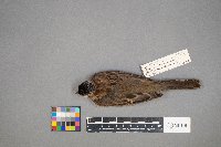 Zonotrichia querula image