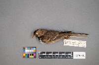 Zonotrichia querula image