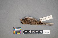 Zonotrichia querula image