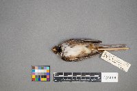 Zonotrichia querula image