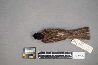 Zonotrichia querula image