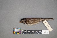 Zonotrichia querula image