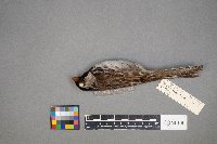 Zonotrichia querula image