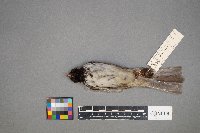 Zonotrichia querula image