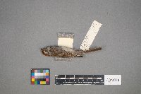 Spizella passerina image