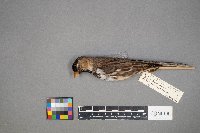 Zonotrichia querula image