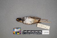 Zonotrichia querula image