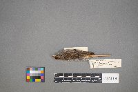 Spizella passerina image