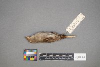 Ammodramus savannarum image