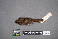 Zonotrichia albicollis image