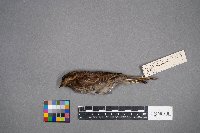 Zonotrichia albicollis image