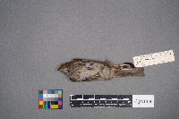 Zonotrichia albicollis image