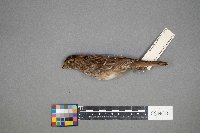 Zonotrichia albicollis image