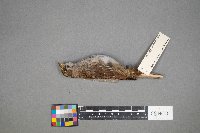 Zonotrichia albicollis image