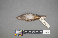 Zonotrichia albicollis image