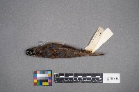 Zonotrichia albicollis image