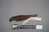 Zonotrichia albicollis image