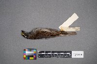 Zonotrichia albicollis image